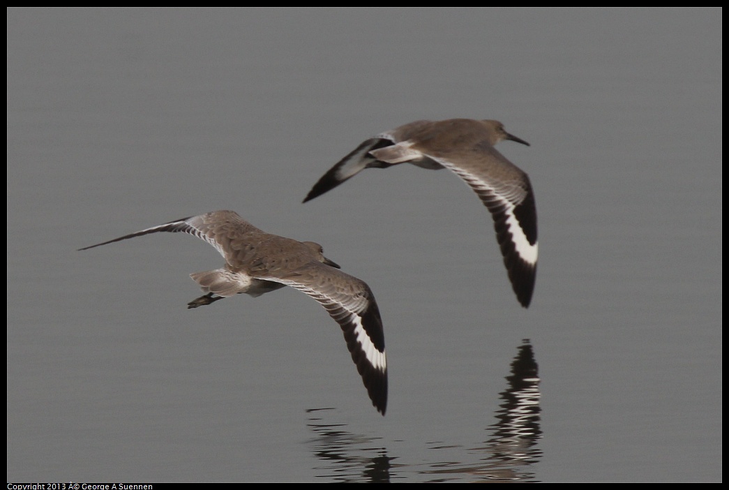 0315-084318-01.jpg - Willet