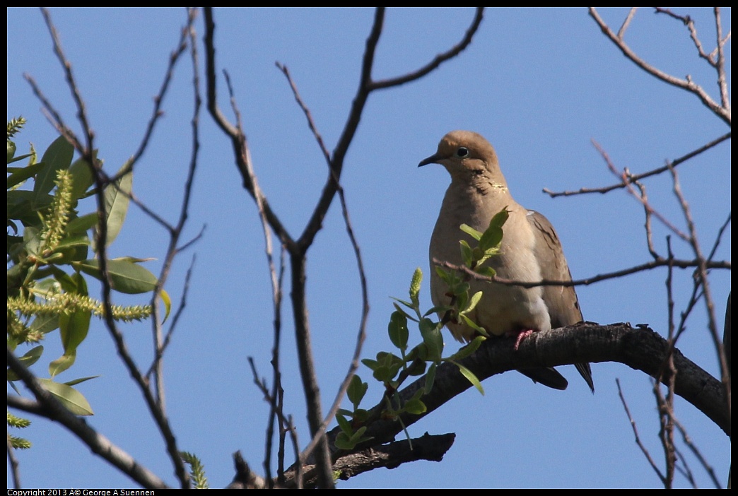 0317-142447-02.jpg - Mourning Dove