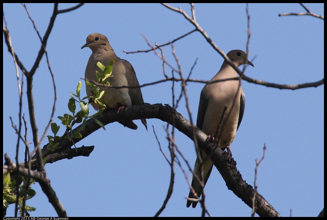 0317-142448-03.jpg - Mourning Dove