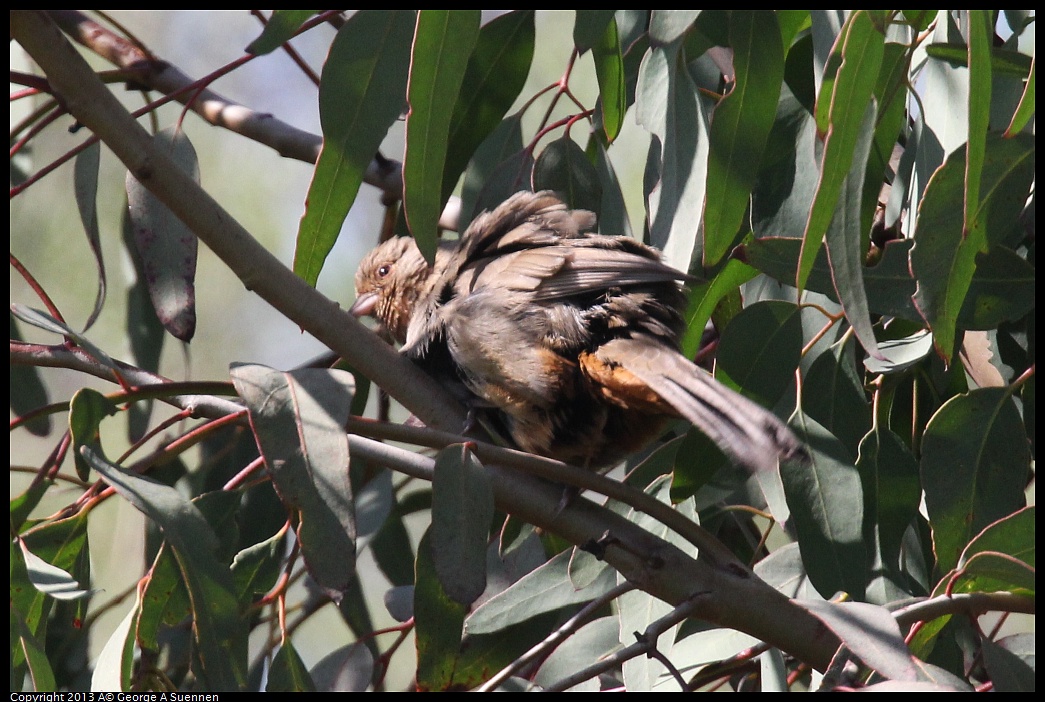 0317-142538-02.jpg - California Towhee