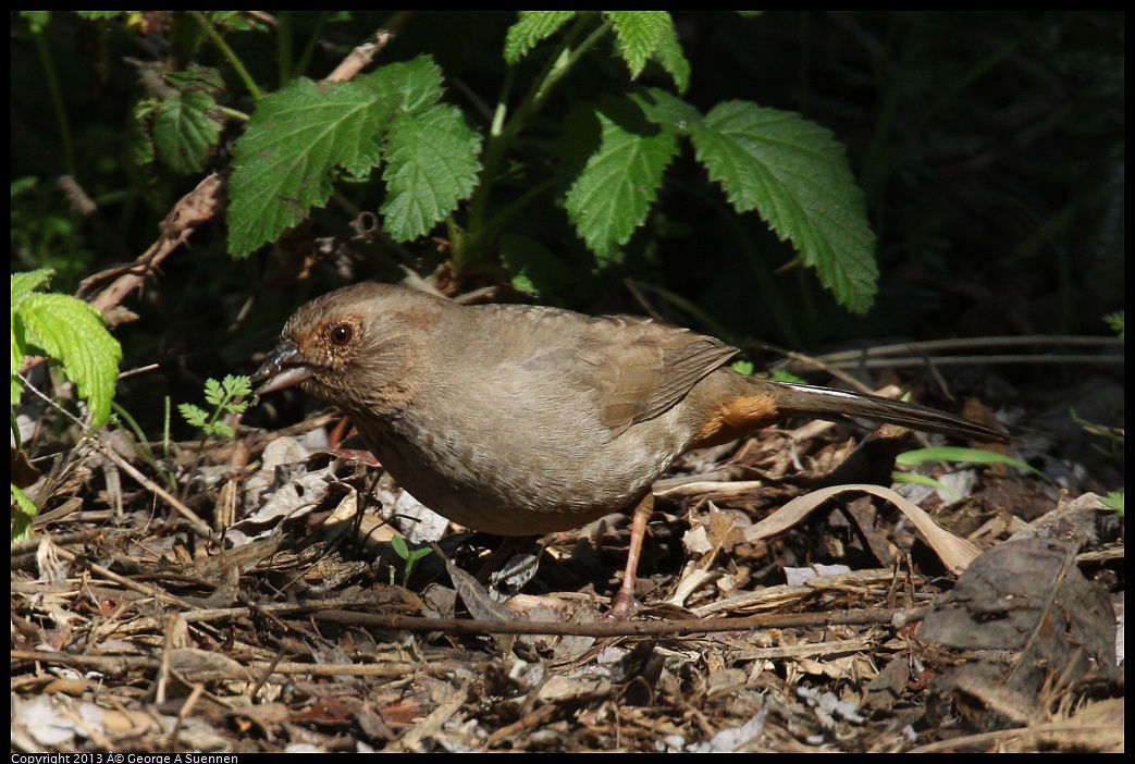 0317-144932-03.jpg - California Towhee