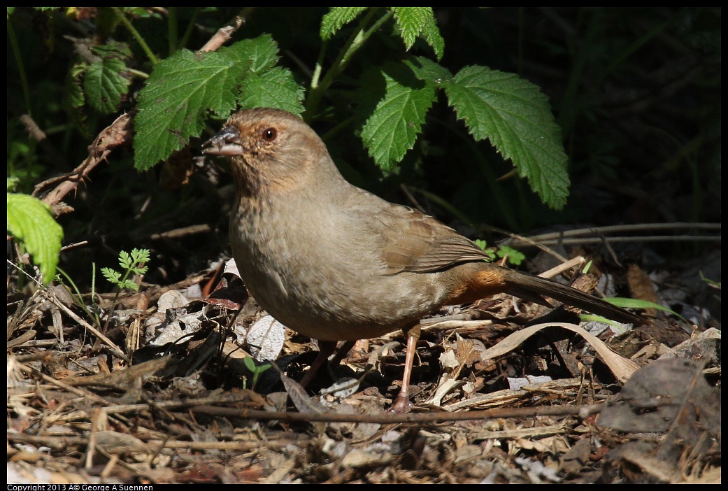 0317-144933-01.jpg - California Towhee