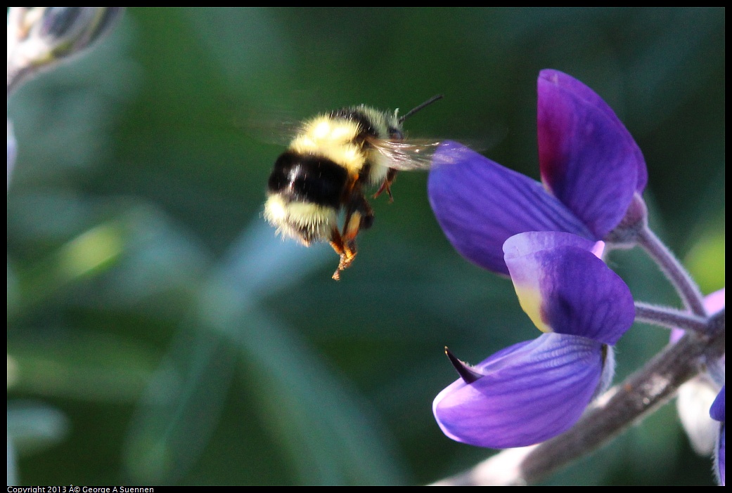 0323-160138-03.jpg - Bumblebee