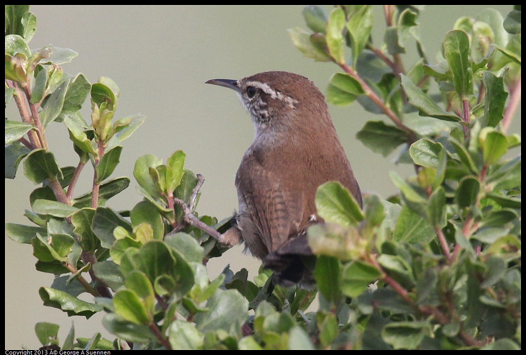 0329-080754-03.jpg - Bewick's Wren