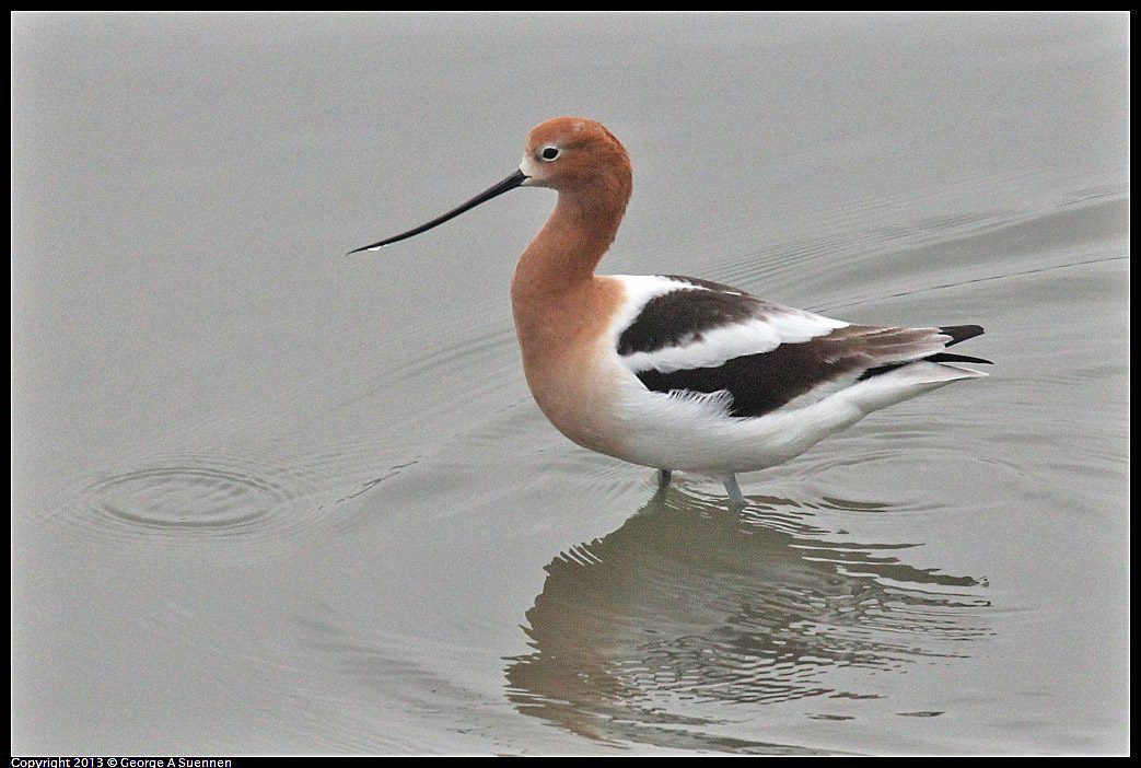 0402-073649-02.jpg - American Avocet