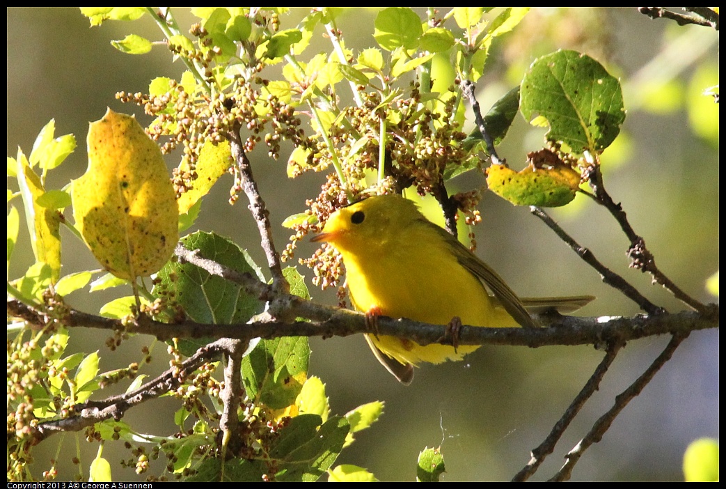 0409-081014-05.jpg - Wilson's Warbler