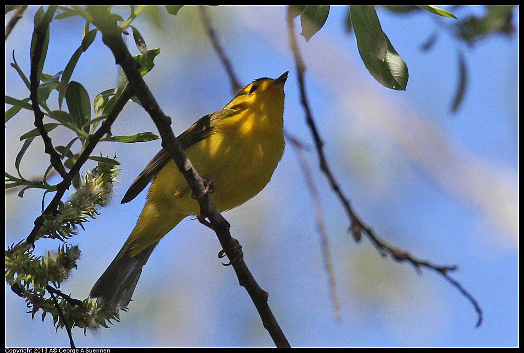 0409-084931-01.jpg - Wilson's Warbler