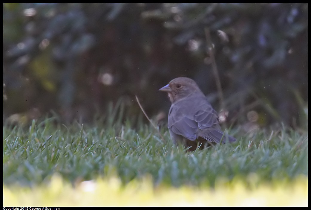 1005-090732-02.jpg - California Towhee