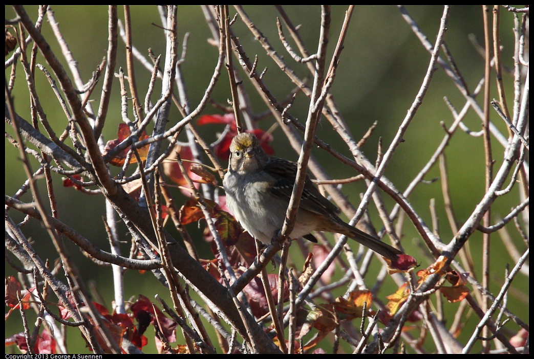 1005-094949-02.jpg - Golden-crowned Sparrow