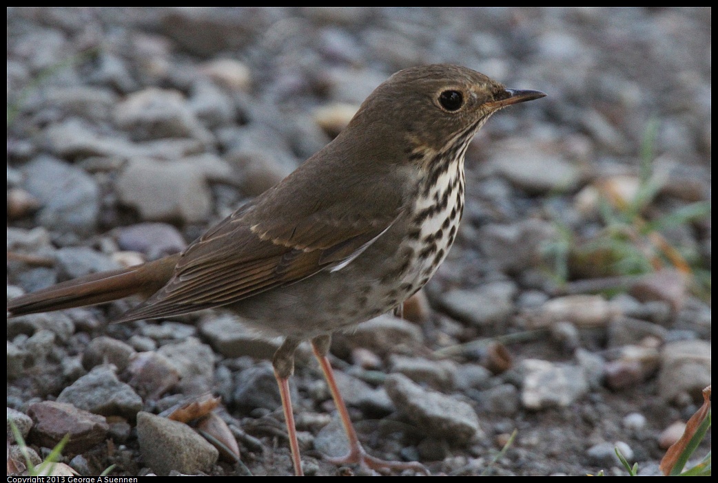 1005-112212-02.jpg - Hermit Thrush