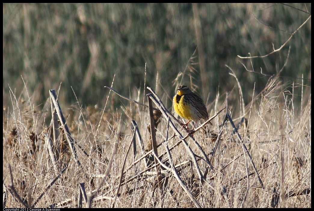 1117-081336-02.jpg - Western Meadowlark