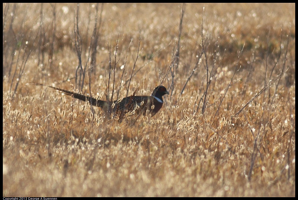 1117-082240-01.jpg - Ring-necked Pheasant