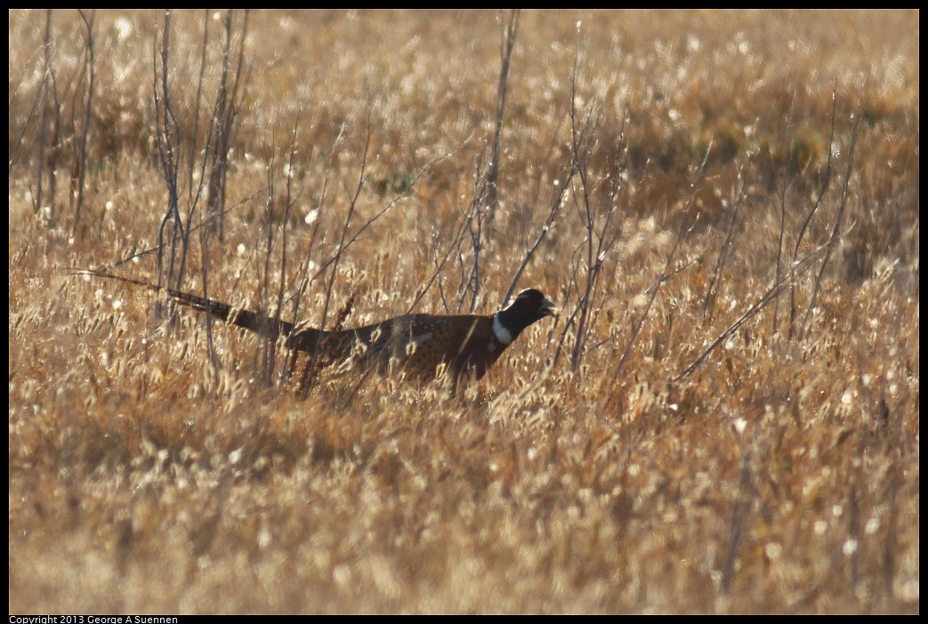 1117-082241-02.jpg - Ring-necked Pheasant