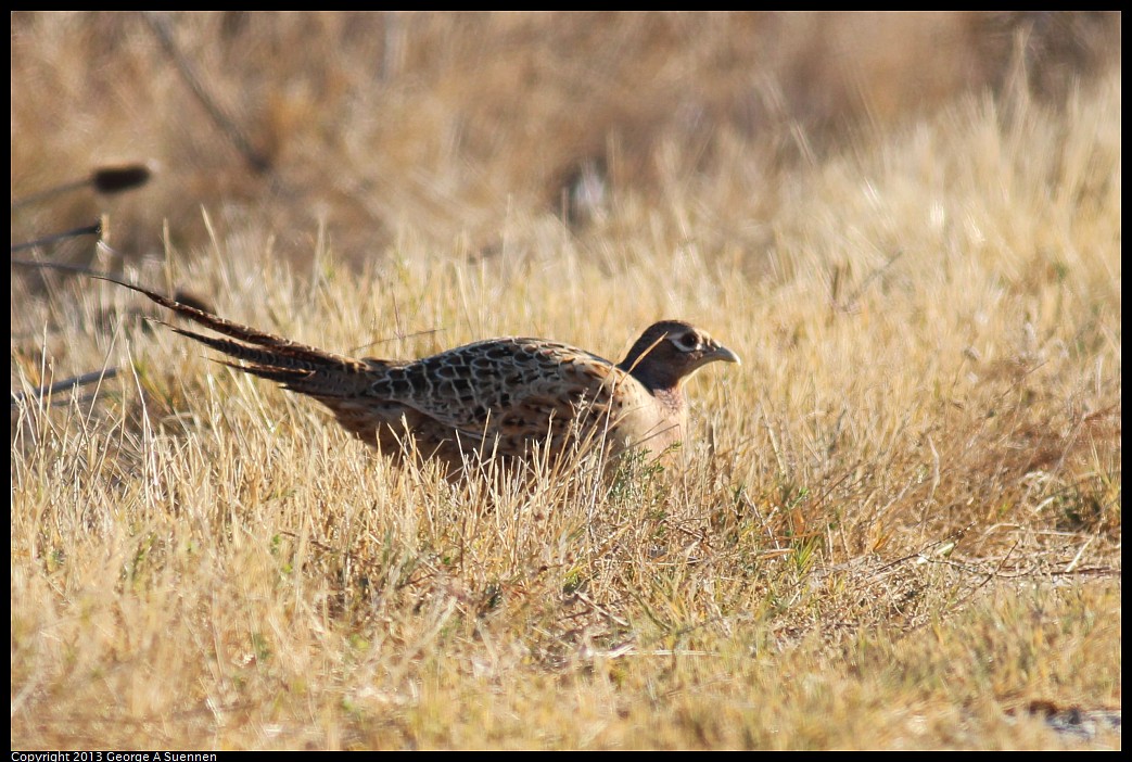 1117-085300-01.jpg - Ring-necked Pheasant