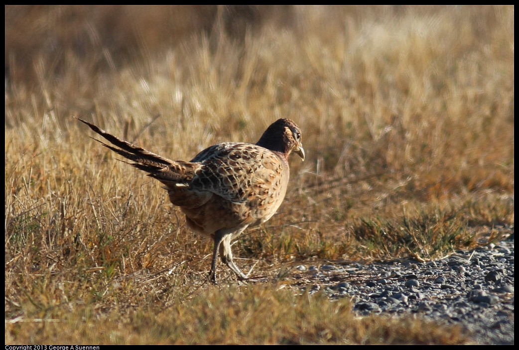 1117-085302-04.jpg - Ring-necked Pheasant