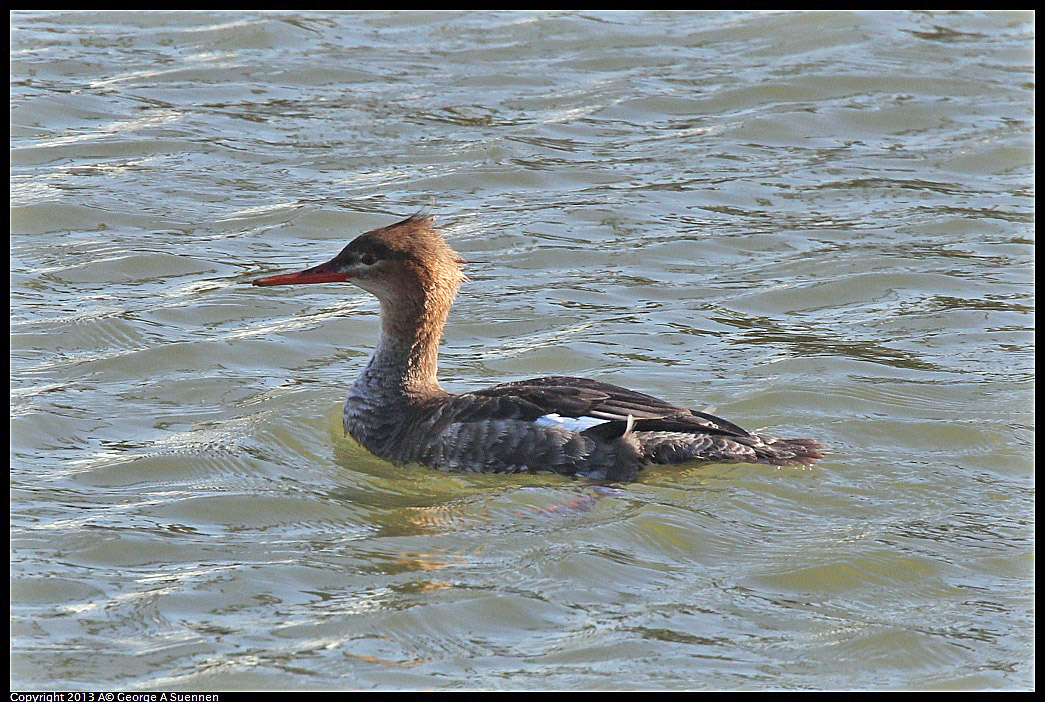 0210-144017-02.jpg - Red-breasted Merganser -  Moss Landing, Ca - Feb 10