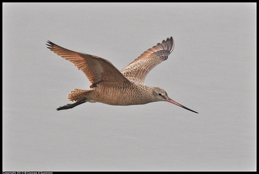 0402-075555-02.jpg - Marble Godwit  - Eastshore Park, Albany, Ca - Apr 2