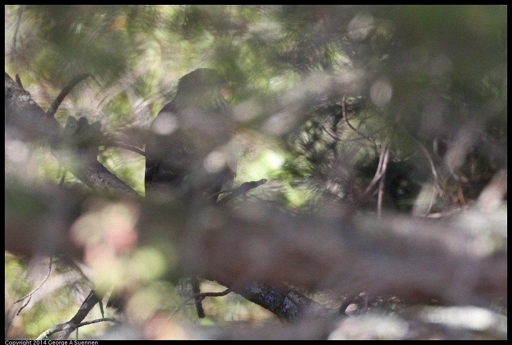 0201-134148-02.jpg - Cooper's Hawk (Id Only)