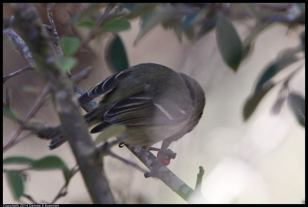 0201-134510-03.jpg - Hutton's Vireo