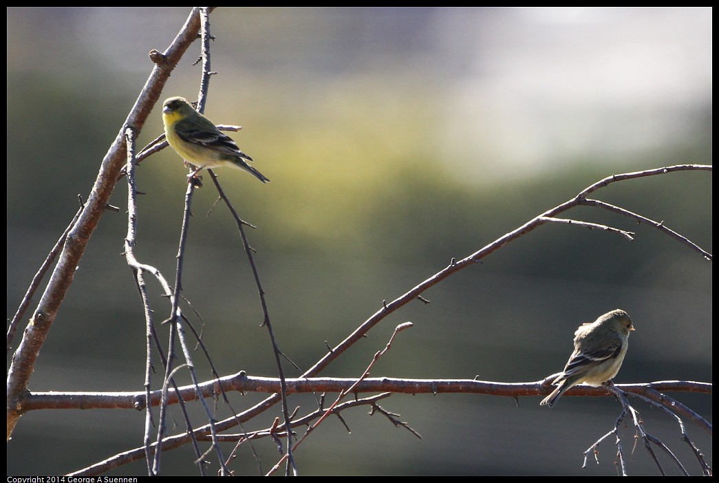 0201-135234-01.jpg - Lesser Goldfinch