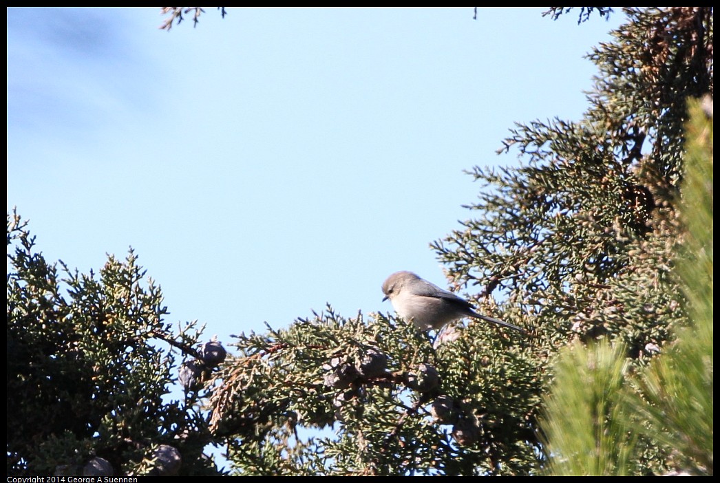 0201-135752-03.jpg - Bushtit