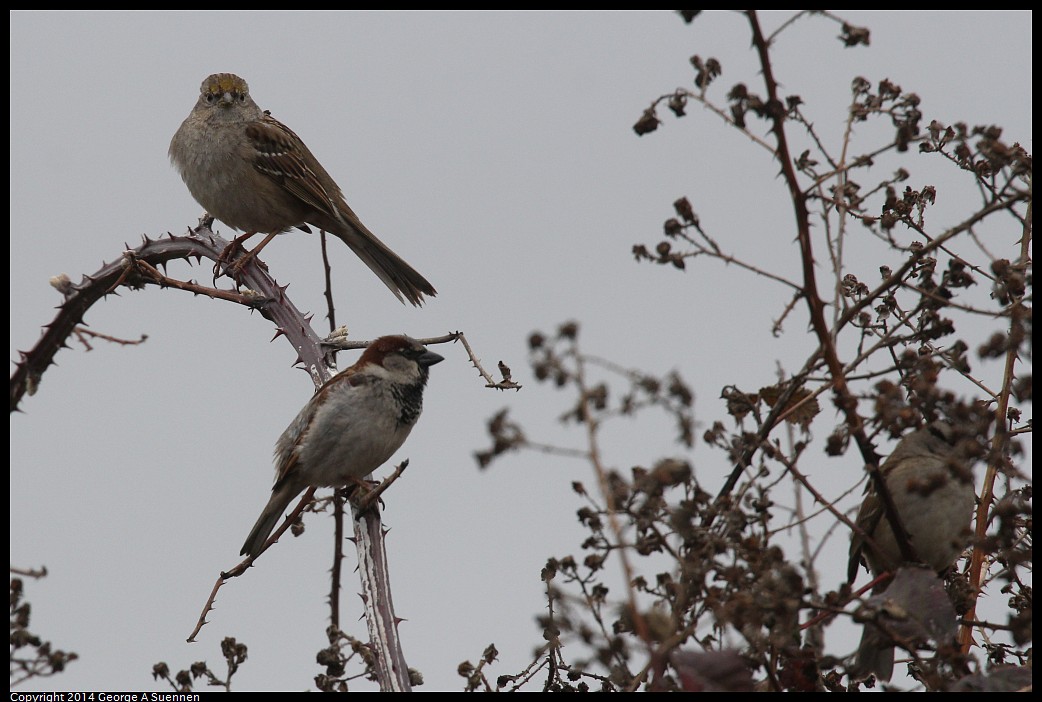 0215-130107-01.jpg - Golden-crowned and House Sparrow