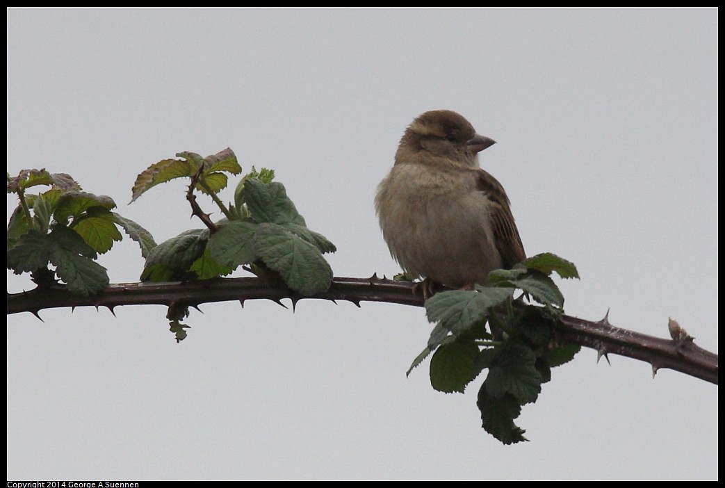 0215-130130-01.jpg - House Finch