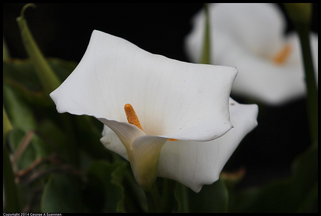 0215-130353-01.jpg - Calla Lily