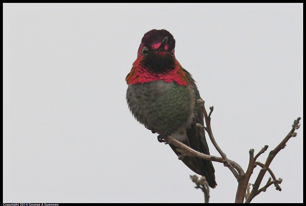 0215-131641-01.jpg - Anna's Hummingbird