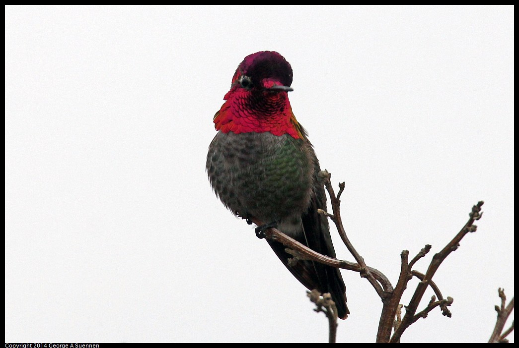 0215-131645-01.jpg - Anna's Hummingbird