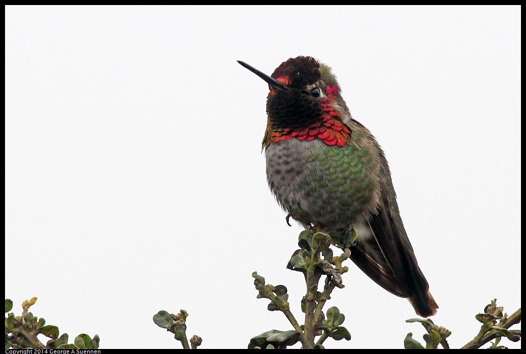 0215-131727-01.jpg - Anna's Hummingbird