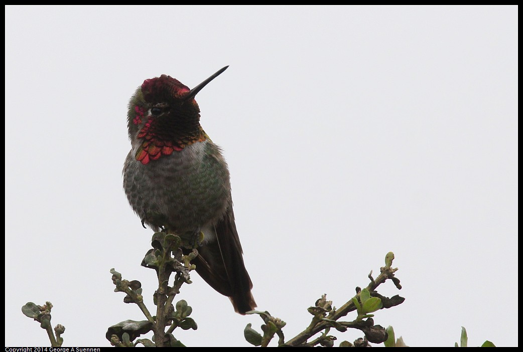 0215-131730-04.jpg - Anna's Hummingbird