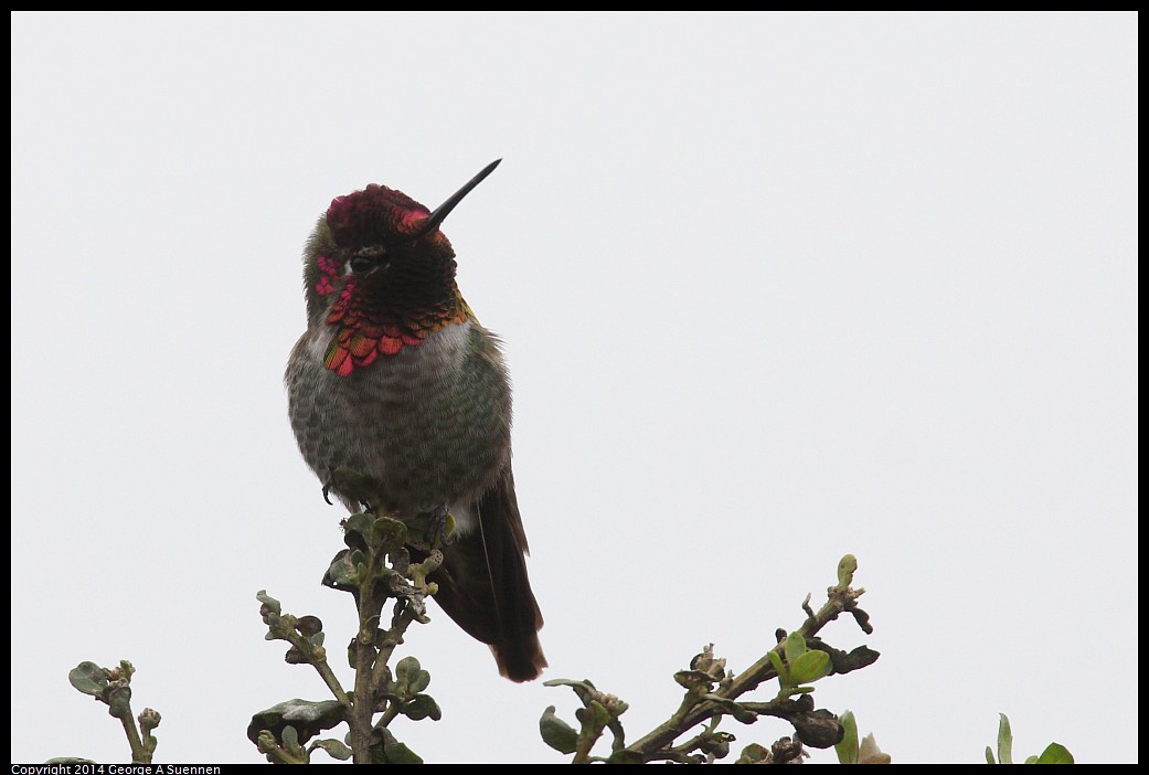 0215-131731-03.jpg - Anna's Hummingbird