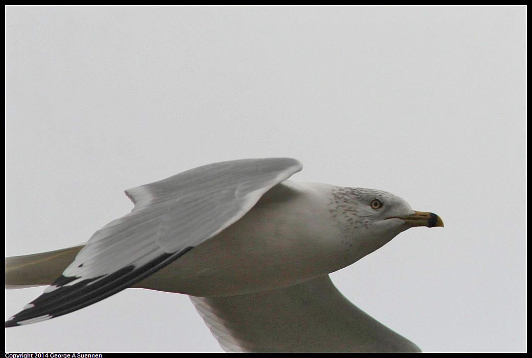 0215-131755-01.jpg - Ring-billed Gull