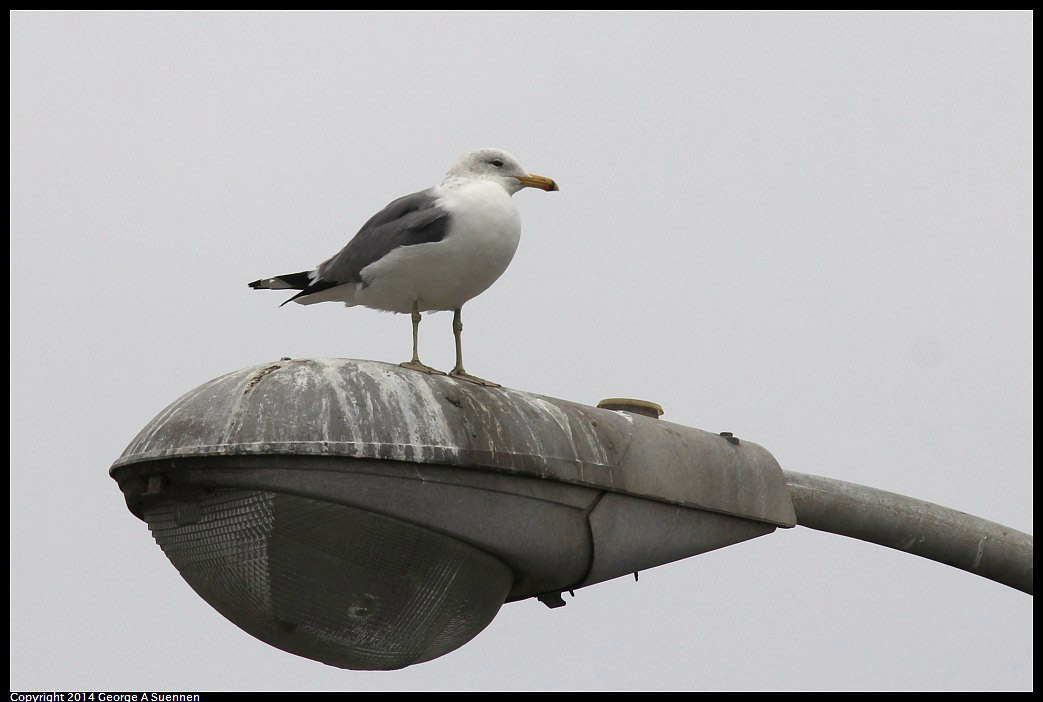 0215-131846-02.jpg - California Gull