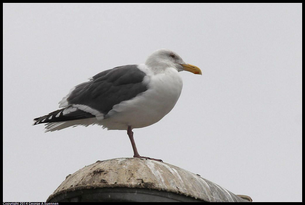 0215-132556-01.jpg - Western Gull