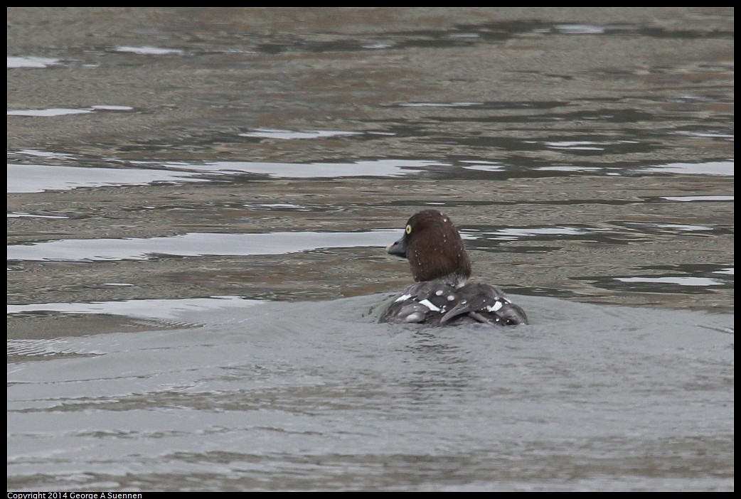 0215-132708-02.jpg - Goldeneye