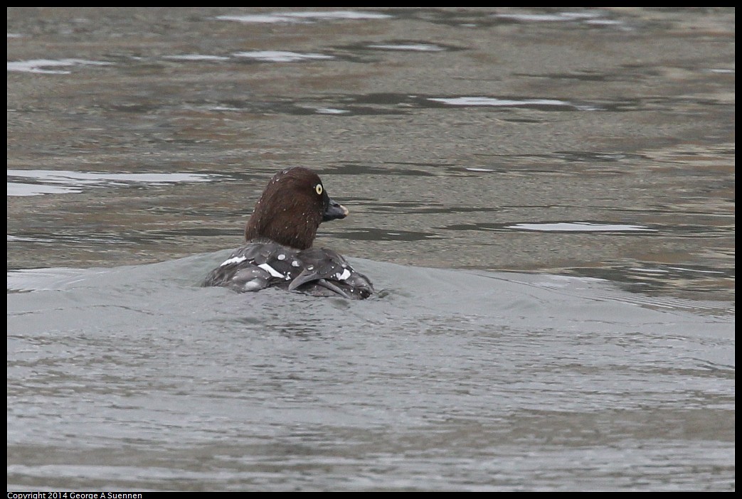 0215-132710-02.jpg - Goldeneye