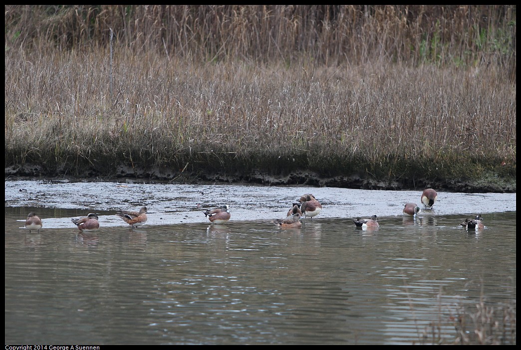 0215-132803-01.jpg - American Wigeon