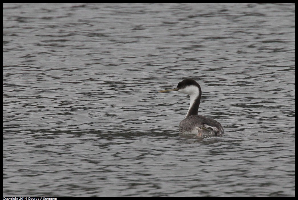 0215-132846-02.jpg - Western Grebe