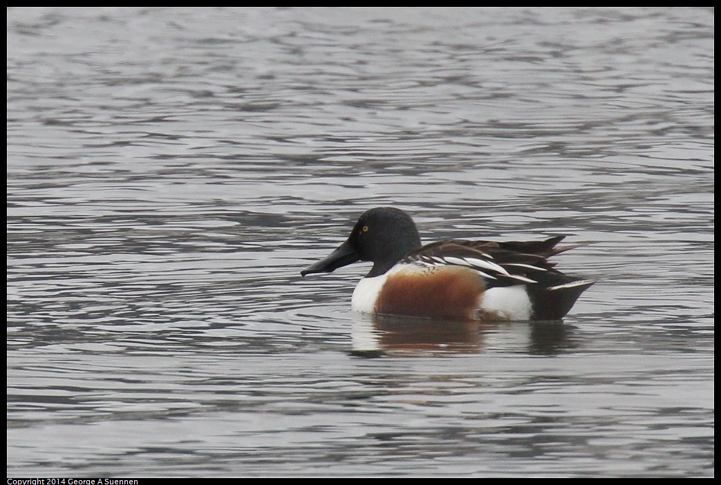 0215-132924-02.jpg - Northern Shoveler