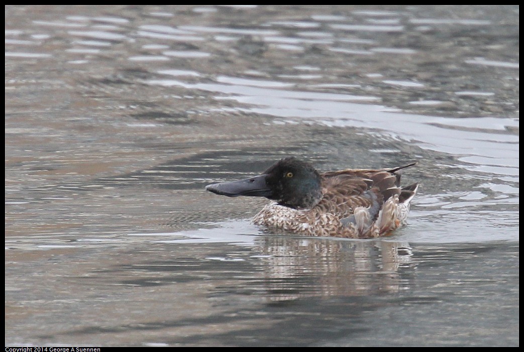 0215-133007-01.jpg - Northern Shoveler