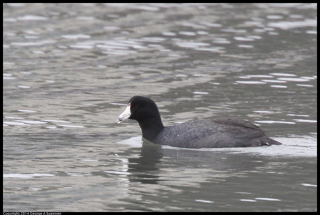 0215-133054-01.jpg - American Coot