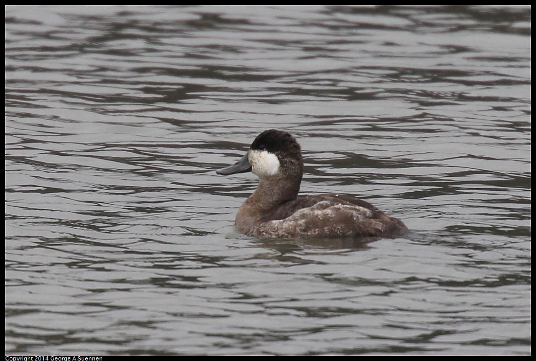 0215-133225-01.jpg - Ruddy Duck