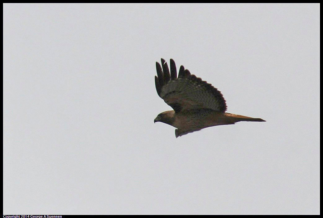 0215-133443-02.jpg - Red-tailed Hawk and Crow