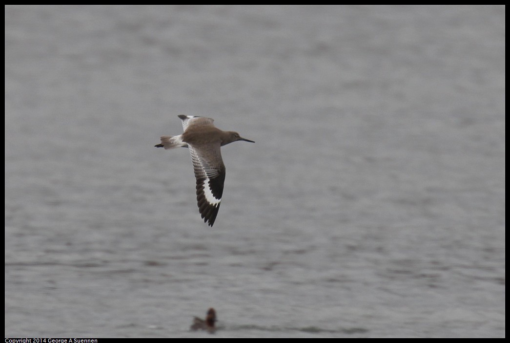 0215-133456-04.jpg - Willet