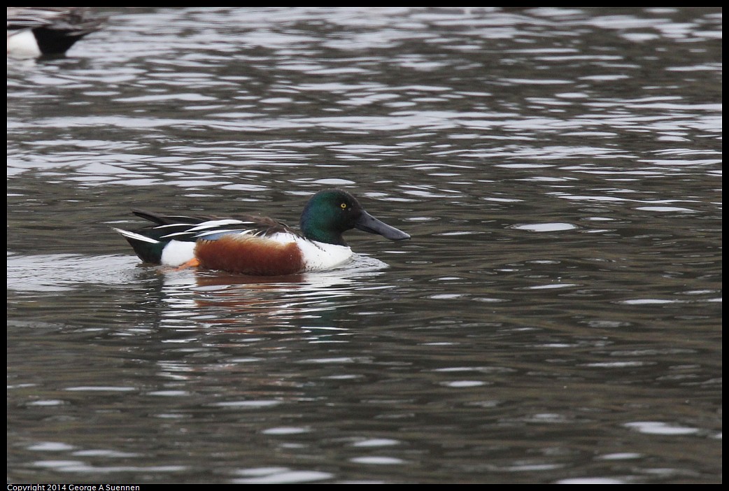 0215-133632-02.jpg - Northern Shoveler