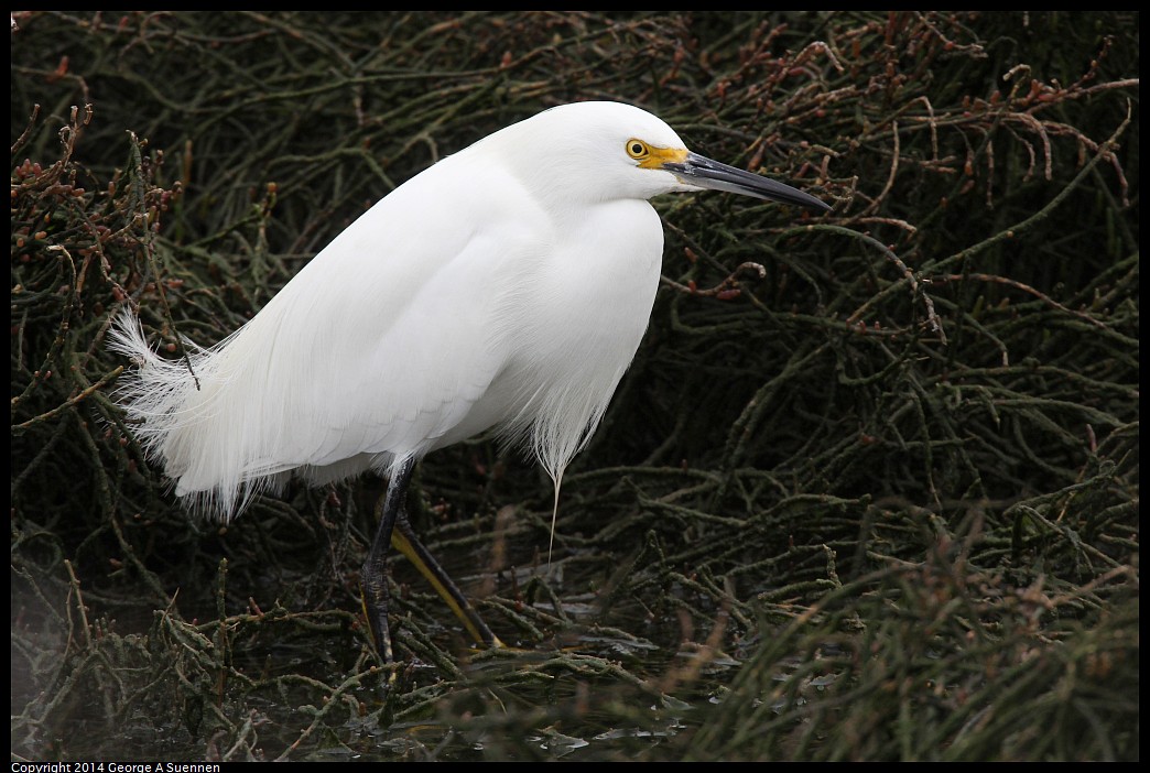 0215-133733-01.jpg - Snowy Egret