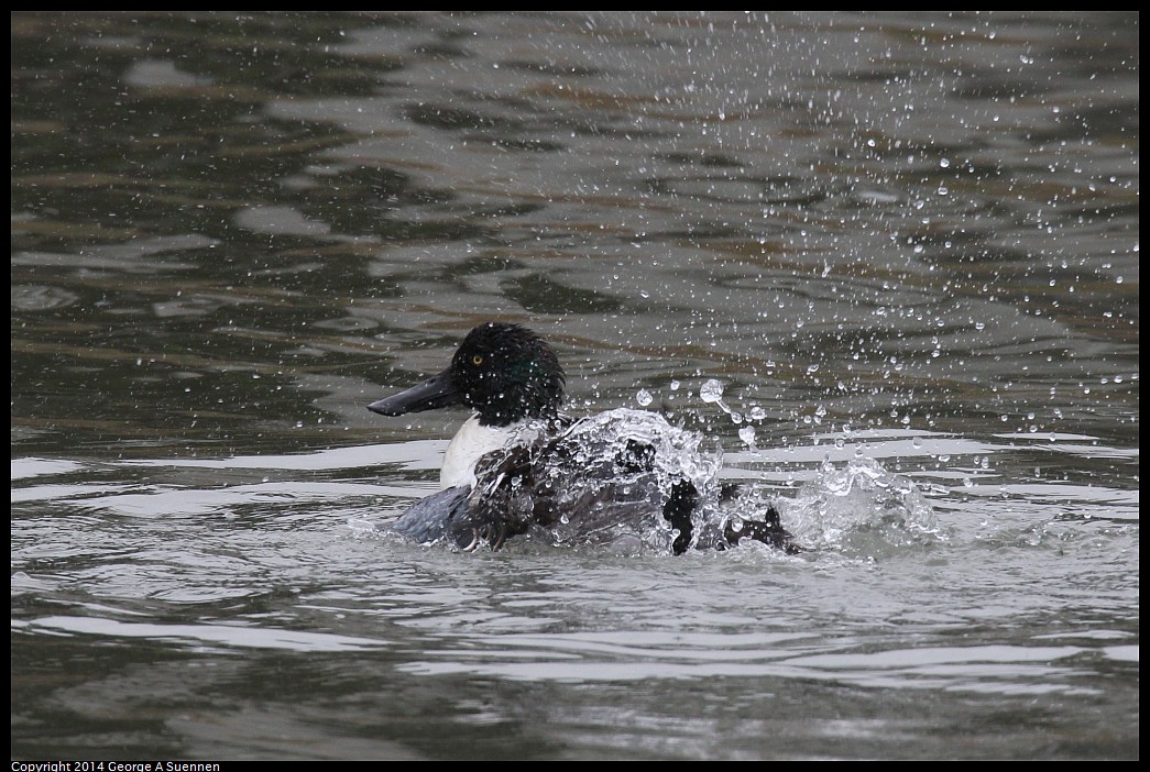 0215-133834-02.jpg - Northern Shoveler