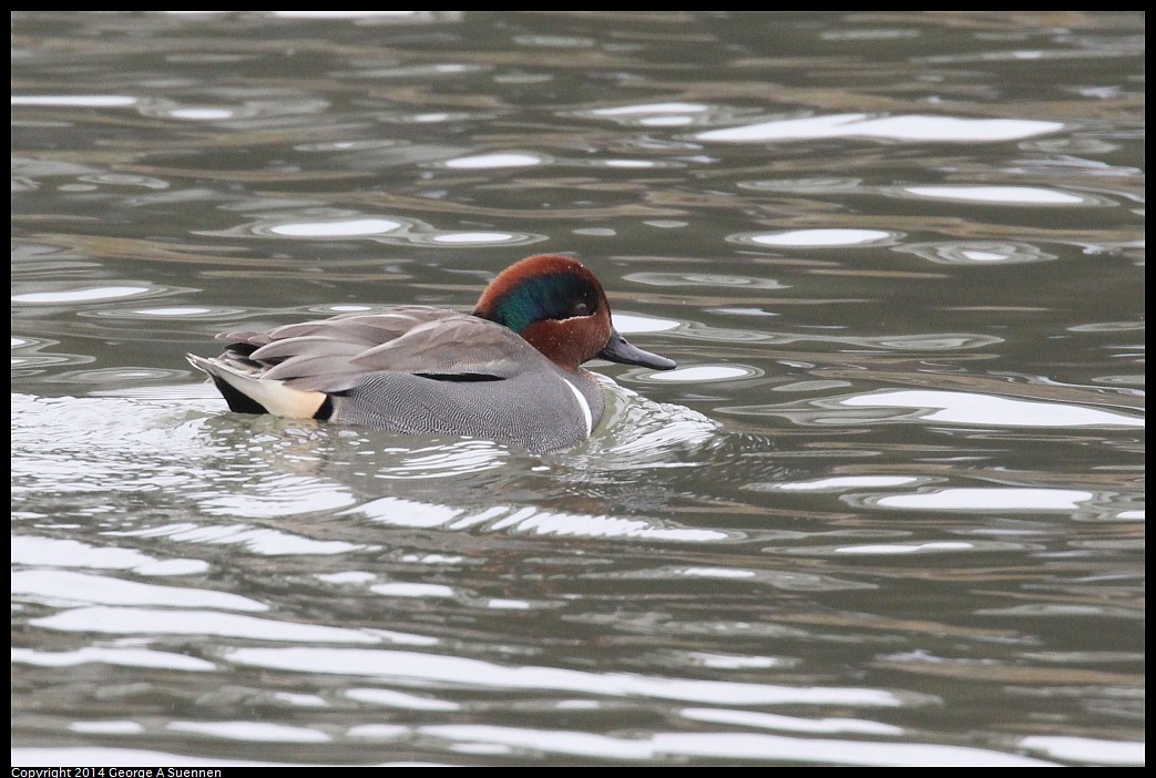 0215-133839-03.jpg - Green-winged Teal